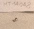  ( - MT14048)  @11 [ ] Unspecified (default): All Rights Reserved (2018) Pedro Martinez DZMB, Senckenberg am Meer