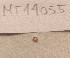  ( - MT14055)  @11 [ ] Unspecified (default): All Rights Reserved (2018) Pedro Martinez DZMB, Senckenberg am Meer