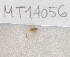  ( - MT14056)  @11 [ ] Unspecified (default): All Rights Reserved (2018) Pedro Martinez DZMB, Senckenberg am Meer