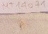  ( - MT14071)  @11 [ ] Unspecified (default): All Rights Reserved (2018) Pedro Martinez DZMB, Senckenberg am Meer