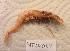 (Parapontophilus - MT14087)  @11 [ ] Unspecified (default): All Rights Reserved (2018) Pedro Martinez DZMB, Senckenberg am Meer