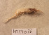  ( - MT14088)  @11 [ ] Unspecified (default): All Rights Reserved (2018) Pedro Martinez DZMB, Senckenberg am Meer