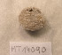  ( - MT14090)  @11 [ ] Unspecified (default): All Rights Reserved (2018) Pedro Martinez DZMB, Senckenberg am Meer