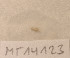  ( - MT14123)  @11 [ ] Unspecified (default): All Rights Reserved (2018) Pedro Martinez DZMB, Senckenberg am Meer