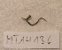 ( - MT14136)  @11 [ ] Unspecified (default): All Rights Reserved (2018) Pedro Martinez DZMB, Senckenberg am Meer
