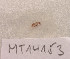  ( - MT14153)  @11 [ ] Unspecified (default): All Rights Reserved (2018) Pedro Martinez DZMB, Senckenberg am Meer