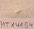  ( - MT14154)  @11 [ ] Unspecified (default): All Rights Reserved (2018) Pedro Martinez DZMB, Senckenberg am Meer