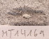  ( - MT14169)  @11 [ ] Unspecified (default): All Rights Reserved (2018) Pedro Martinez DZMB, Senckenberg am Meer
