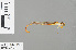  ( - RMNH.INS.500217)  @12 [ ] CreativeCommons - Attribution Non-Commercial Share-Alike (2013) Unspecified Naturalis Biodiversity Center