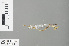  ( - RMNH.INS.500268)  @12 [ ] CreativeCommons - Attribution Non-Commercial Share-Alike (2013) Unspecified Naturalis Biodiversity Center