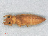  ( - RMNH.INS.501474)  @12 [ ] CreativeCommons - Attribution Non-Commercial Share-Alike (2013) Unspecified Naturalis Biodiversity Center
