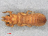  ( - RMNH.INS.501648)  @12 [ ] CreativeCommons - Attribution Non-Commercial Share-Alike (2013) Unspecified Naturalis Biodiversity Center