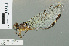  ( - RMNH.INS.501685)  @13 [ ] CreativeCommons - Attribution Non-Commercial Share-Alike (2013) Unspecified Naturalis Biodiversity Center