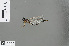  (Lestinogomphus angustus - RMNH.INS.502107)  @13 [ ] CreativeCommons - Attribution Non-Commercial Share-Alike (2013) Unspecified Naturalis Biodiversity Center