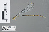  ( - RMNH.INS.502153)  @13 [ ] CreativeCommons - Attribution Non-Commercial Share-Alike (2013) Unspecified Naturalis Biodiversity Center