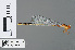  (Ceriagrion obfuscans - RMNH.INS.502188)  @13 [ ] CreativeCommons - Attribution Non-Commercial Share-Alike (2013) Unspecified Naturalis Biodiversity Center