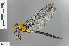  (Anax congoliath - RMNH.INS.502381)  @14 [ ] CreativeCommons - Attribution Non-Commercial Share-Alike (2013) Unspecified Naturalis Biodiversity Center