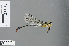  ( - RMNH.INS.502394)  @13 [ ] CreativeCommons - Attribution Non-Commercial Share-Alike (2013) Unspecified Naturalis Biodiversity Center