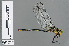  (Notogomphus bosumbuli - RMNH.INS.502411)  @14 [ ] CreativeCommons - Attribution Non-Commercial Share-Alike (2013) Unspecified Naturalis Biodiversity Center