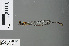  (Elattoneura aurifex - RMNH.INS.502422)  @13 [ ] CreativeCommons - Attribution Non-Commercial Share-Alike (2013) Unspecified Naturalis Biodiversity Center