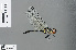  ( - RMNH.INS.502464)  @12 [ ] CreativeCommons - Attribution Non-Commercial Share-Alike (2013) Unspecified Naturalis Biodiversity Center