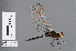  ( - RMNH.INS.502561)  @14 [ ] CreativeCommons - Attribution Non-Commercial Share-Alike (2013) Unspecified Naturalis Biodiversity Center