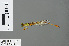  ( - RMNH.INS.502700)  @12 [ ] CreativeCommons - Attribution Non-Commercial Share-Alike (2013) Unspecified Naturalis Biodiversity Center