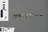  ( - RMNH.INS.502774)  @13 [ ] CreativeCommons - Attribution Non-Commercial Share-Alike (2013) Unspecified Naturalis Biodiversity Center