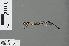  ( - RMNH.INS.502798)  @11 [ ] CreativeCommons - Attribution Non-Commercial Share-Alike (2013) Unspecified Naturalis Biodiversity Center