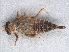  (Lestinogomphus sp - RMNH.INS.503099)  @12 [ ] CreativeCommons - Attribution Non-Commercial Share-Alike (2013) Unspecified Naturalis Biodiversity Center
