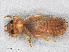  ( - RMNH.INS.503124)  @12 [ ] CreativeCommons - Attribution Non-Commercial Share-Alike (2013) Unspecified Naturalis Biodiversity Center