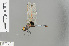  (Urothemis - RMNH.INS.503166)  @14 [ ] CreativeCommons - Attribution Non-Commercial Share-Alike (2013) Unspecified Naturalis Biodiversity Center