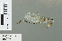  (Lestinogomphus matilei - RMNH.INS.503175)  @14 [ ] CreativeCommons - Attribution Non-Commercial Share-Alike (2013) Unspecified Naturalis Biodiversity Center