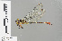  ( - RMNH.INS.503176)  @13 [ ] CreativeCommons - Attribution Non-Commercial Share-Alike (2013) Unspecified Naturalis Biodiversity Center