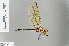  (Zygonyx annika - RMNH.INS.503188)  @14 [ ] CreativeCommons - Attribution Non-Commercial Share-Alike (2013) Unspecified Naturalis Biodiversity Center
