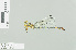  (Lestinogomphus obtusus - RMNH.INS.504495)  @14 [ ] CreativeCommons - Attribution Non-Commercial Share-Alike (2013) Unspecified Naturalis Biodiversity Center