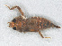  ( - RMNH.INS.505417)  @13 [ ] CreativeCommons - Attribution Non-Commercial Share-Alike (2013) Unspecified Naturalis Biodiversity Center