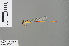  (Ceriagrion junceum - RMNH.INS.505431)  @13 [ ] CreativeCommons - Attribution Non-Commercial Share-Alike (2013) Unspecified Naturalis Biodiversity Center