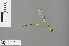  ( - RMNH.INS.505529)  @11 [ ] CreativeCommons - Attribution Non-Commercial Share-Alike (2013) Unspecified Naturalis Biodiversity Center