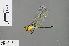  ( - RMNH.INS.505555)  @13 [ ] CreativeCommons - Attribution Non-Commercial Share-Alike (2013) Unspecified Naturalis Biodiversity Center