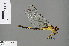  (Notogomphus intermedius - RMNH.INS.505581)  @15 [ ] CreativeCommons - Attribution Non-Commercial Share-Alike (2013) Unspecified Naturalis Biodiversity Center