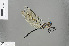  ( - RMNH.INS.505623)  @13 [ ] CreativeCommons - Attribution Non-Commercial Share-Alike (2013) Unspecified Naturalis Biodiversity Center