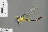  ( - RMNH.INS.505650)  @14 [ ] CreativeCommons - Attribution Non-Commercial Share-Alike (2013) Unspecified Naturalis Biodiversity Center