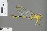  (Notogomphus praetorius - RMNH.INS.505654)  @14 [ ] CreativeCommons - Attribution Non-Commercial Share-Alike (2013) Unspecified Naturalis Biodiversity Center