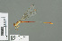  (Ceriagrion banditum - RMNH.INS.508067)  @13 [ ] CreativeCommons - Attribution Non-Commercial Share-Alike (2013) Unspecified Naturalis Biodiversity Center