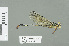  ( - RMNH.INS.508821)  @13 [ ] CreativeCommons - Attribution Non-Commercial Share-Alike (2013) Unspecified Naturalis Biodiversity Center