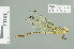  (Lestinogomphus congoensis - RMNH.INS.508875)  @14 [ ] CreativeCommons - Attribution Non-Commercial Share-Alike (2013) Unspecified Naturalis Biodiversity Center