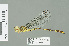  (Lestinogomphus calcaratus - RMNH.INS.508894)  @13 [ ] CreativeCommons - Attribution Non-Commercial Share-Alike (2013) Unspecified Naturalis Biodiversity Center