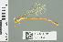  (Ceriagrion sakejii - RMNH.INS.559534)  @14 [ ] CreativeCommons - Attribution Non-Commercial Share-Alike (2013) Unspecified Naturalis Biodiversity Center