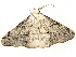  ( - BIOUG95329-A11)  @11 [ ] CreativeCommons - Attribution (2023) CBG Photography Group Centre for Biodiversity Genomics